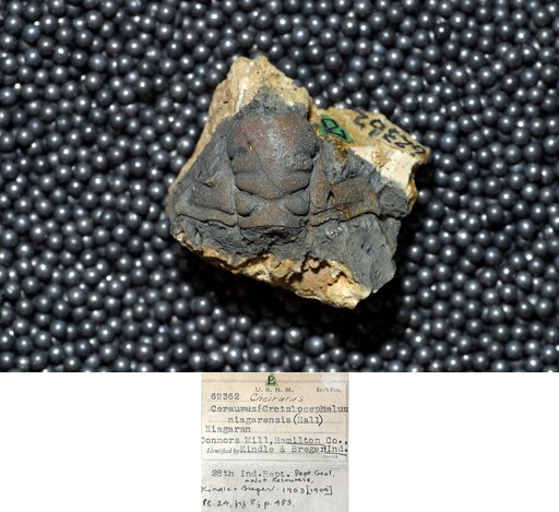 Ceraurus (Crotocephalus) niagarensis Hall