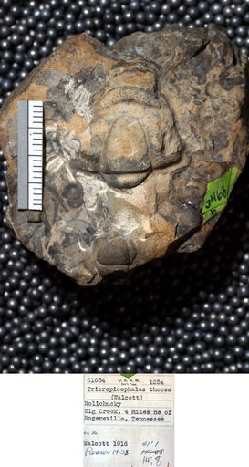 Crepicephalus thoosa Walcott