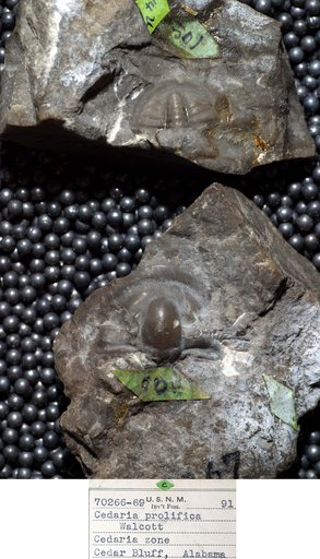 Cedaria prolifica Walcott