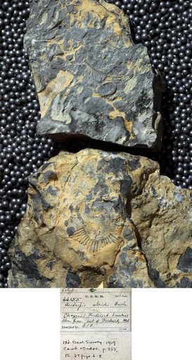 Acidaspis ulrichi Bassler