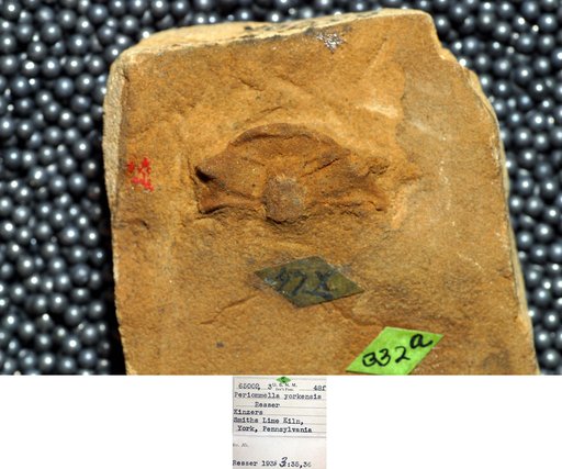 Periommella yorkensis Resser