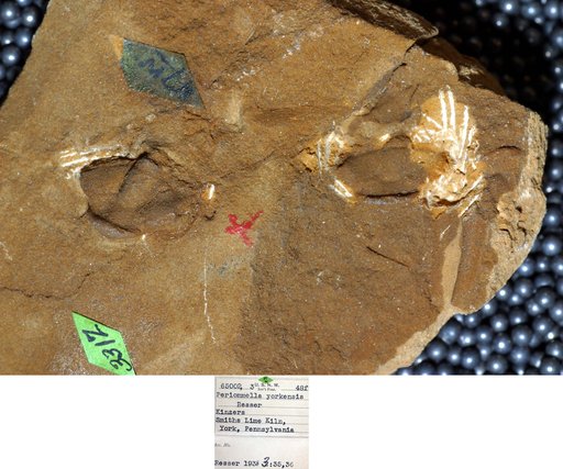 Periommella yorkensis Resser
