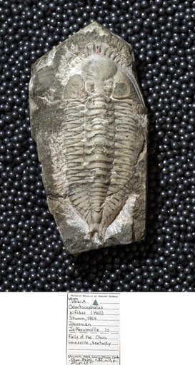 Odontocephalus bifidus (Hall)