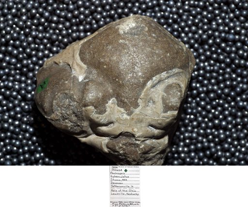 Anchiopsis tuberculatus Stumm