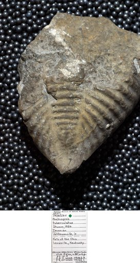 Anchiopsis tuberculatus Stumm