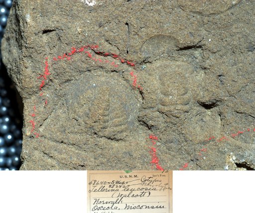 Tellerina ? leucosia Ulrich & Resser