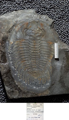 Wanneria walcottana (Wanner, 1938)