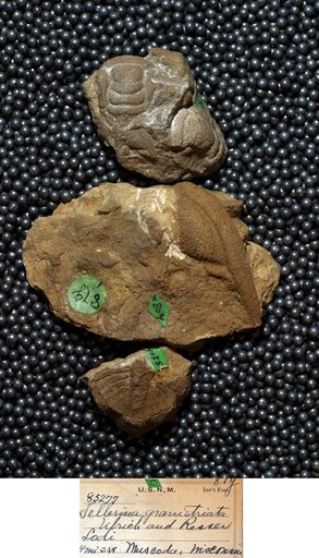 Tellerina granistriata Ulrich & Resser