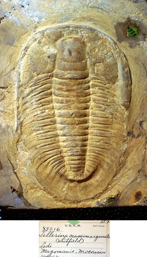 Tellerina crassimarginata (Whitfield)