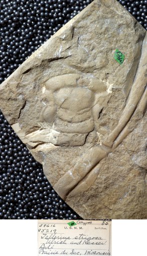 Tellerina strigosa Ulrich & Resser