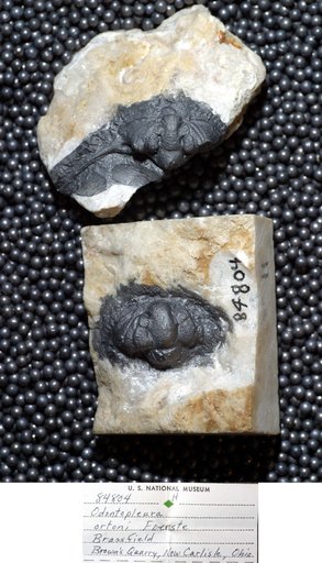 Odontopleura ortoni Foerste