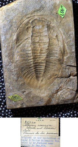 Tellerina recurva Ulrich & Resser