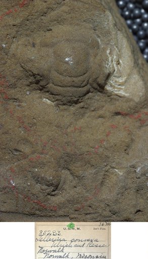 Tellerina convexa Ulrich & Resser