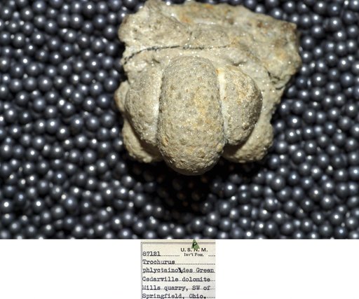 Trochurus phlyctainodes Green