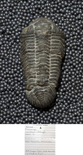 Pliomerops canadensis (Billings)