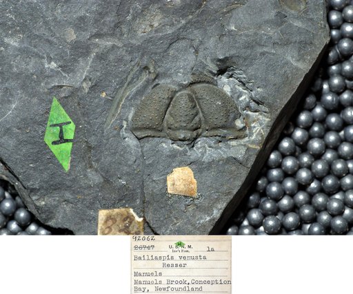 Bailiaspis venusta Resser