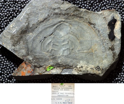 Olenellus latilimbatus Resser & Howell