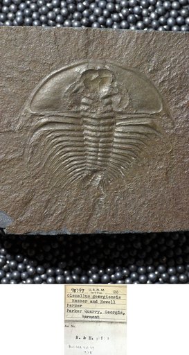 Olenellus georgiensis Resser & Howell