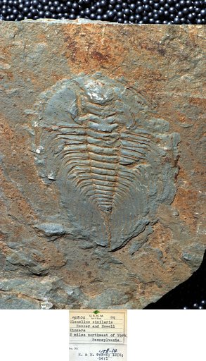 Olenellus similaris Resser & Howell