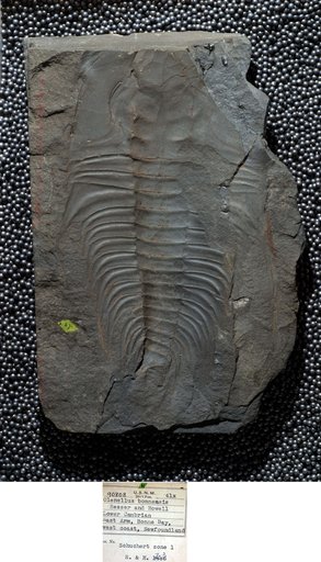 Olenellus bonnensis Resser & Howell