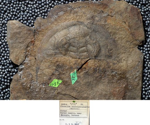 Olenellus crassimarginatus Resser & Howell