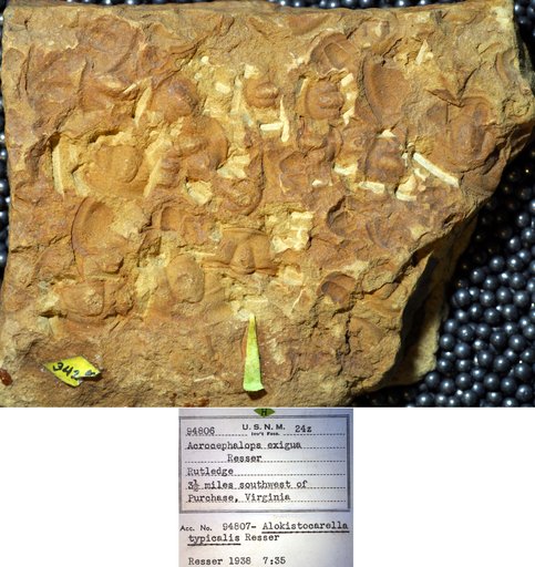 Acrocephalops exigua Resser