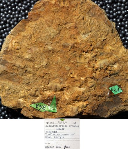 Alokistocarella arcuosa Resser