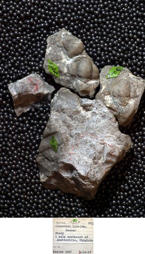 Olenoides hybridus Resser