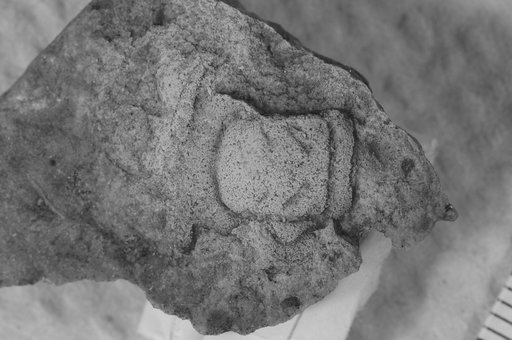 Kainella meridionalis Kobayashi