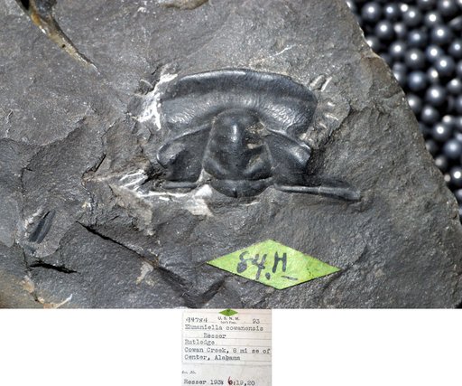 Ehmaniella cowanensis Resser