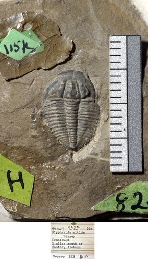 Glyphaspis nitida Resser