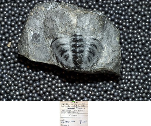 Kootenia aldrichensis Resser