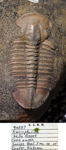 Amecephalina bella Resser