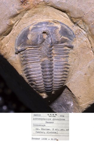 Acrocephalops granulosa Resser