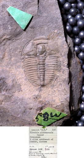 Elrathia alabamensis Resser