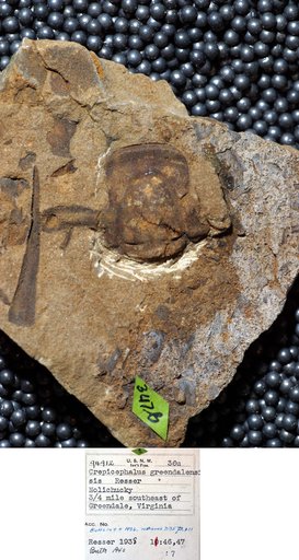 Crepicephalus greendalensis Resser