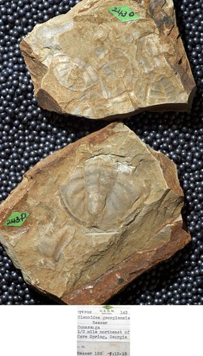Olenoides georgiensis Resser