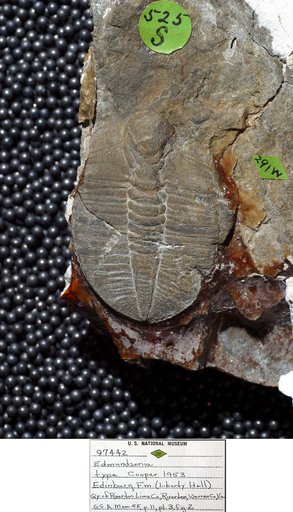 Edmundsonia typa Cooper