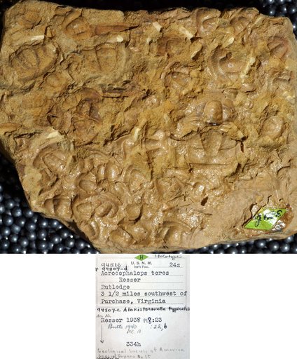 Acrocephalops teres Resser