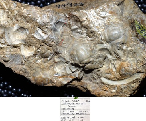 Aphelaspis walcotti Resser