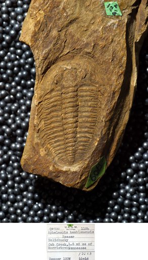 Aphelaspis hamblenensis Resser