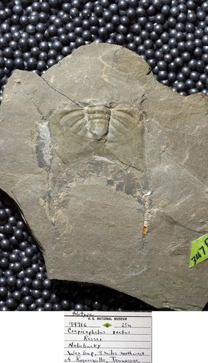 Crepicephalus rectus Resser