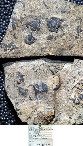 Tricrepicephalus nuperus Resser
