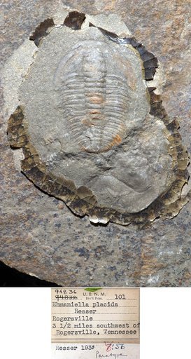 Ehmaniella placida Resser