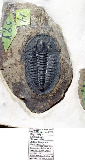 Glyphaspis cowanensis Resser