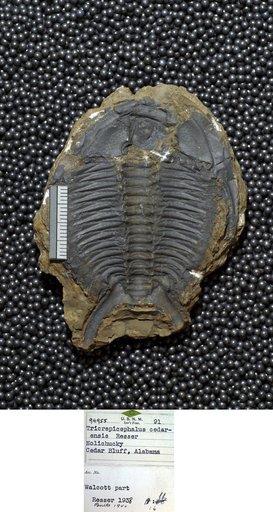 Tricrepicephalus cedarensis Resser