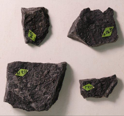 Pagetia fossula Resser