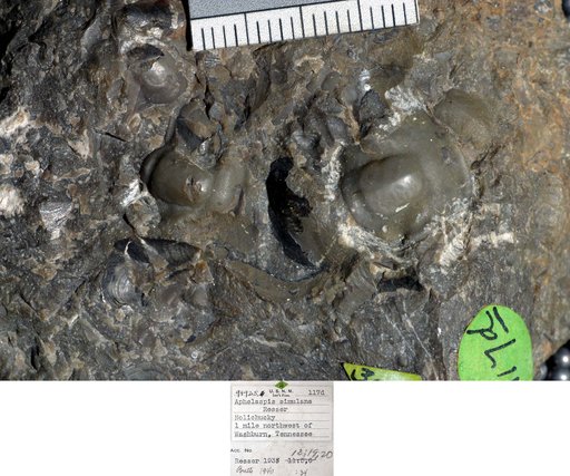 Aphelaspis simulans Resser
