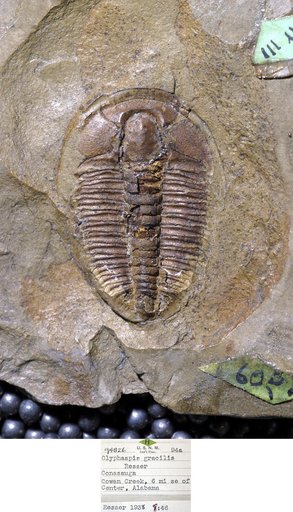 Glyphaspis gracilis Resser