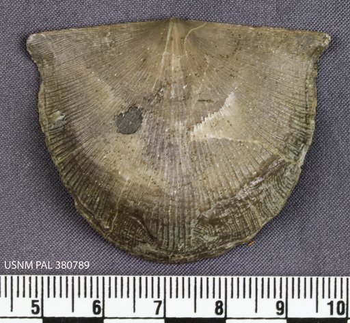 Rafinesquina alternata var. loxorhytis (Meek)